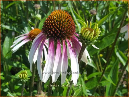 Echinacea purpurea &#39;JS Engeltje&#39;