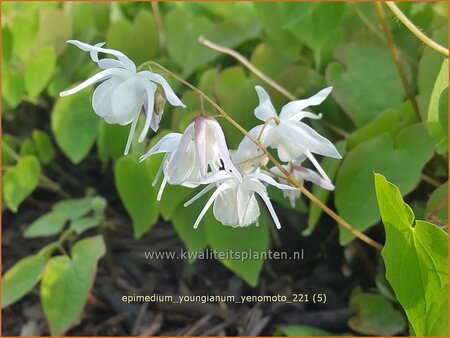 Epimedium youngianum &#39;Yenomoto&#39;