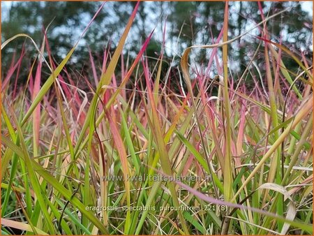 Eragrostis spectabilis &#39;Purpurflirren&#39;