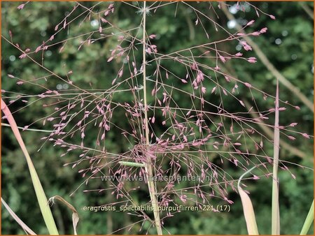 Eragrostis spectabilis &#39;Purpurflirren&#39;