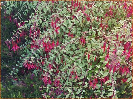 Fuchsia magellanica &#39;Variegata&#39;