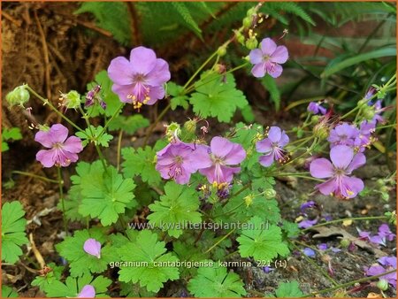 Geranium cantabrigiense &#39;Karmina&#39;