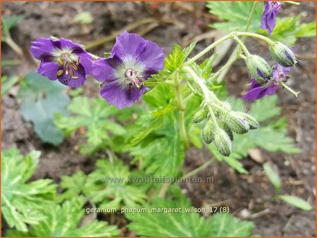 Geranium phaeum &#39;Margaret Wilson&#39;