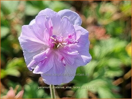 Geranium pratense &#39;Else Lacey&#39;