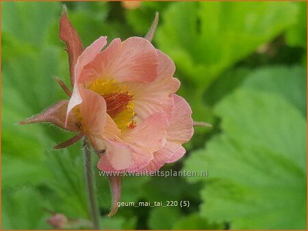 Geum &#39;Mai Tai&#39;