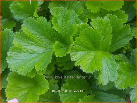 Geum &#39;Mai Tai&#39;