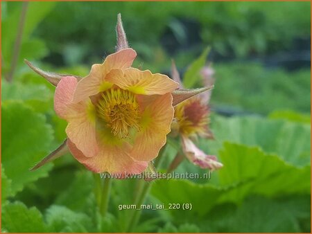 Geum &#39;Mai Tai&#39;