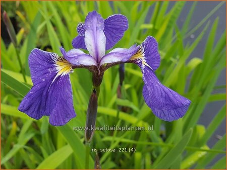 Iris setosa