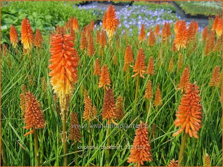 Kniphofia &#39;Backdraft&#39;