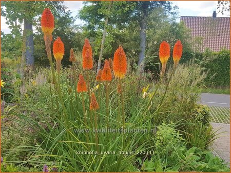 Kniphofia uvaria &#39;Nobilis&#39;