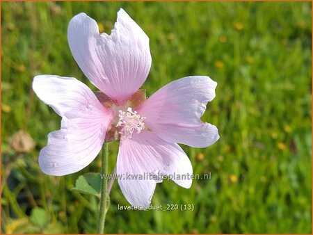 Lavatera &#39;Duet&#39;