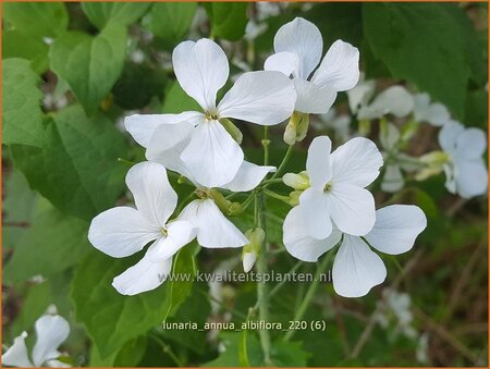 Lunaria annua &#39;Albiflora&#39;