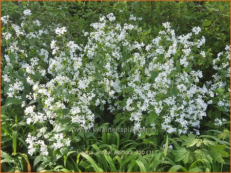 Lunaria annua &#39;Albiflora&#39;