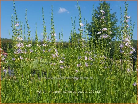 Lythrum virgatum &#39;Sunfields Beauty&#39;