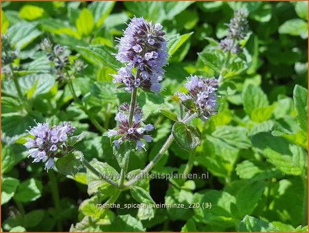 Mentha spicata 'Weinminze'