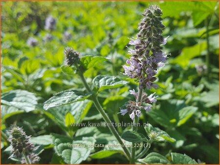 Mentha spicata &#39;Weinminze&#39;