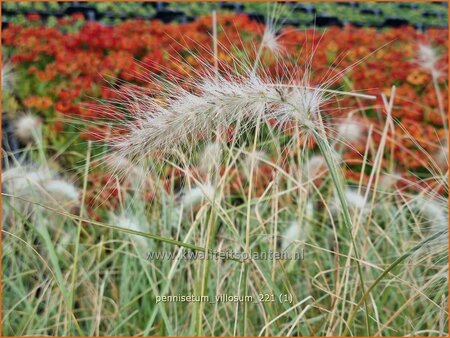 Pennisetum villosum