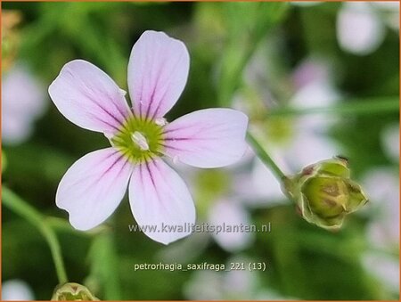 Petrorhagia saxifraga