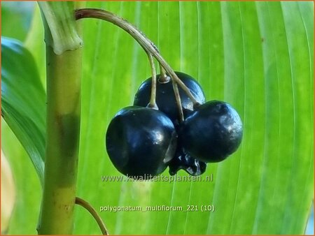 Polygonatum multiflorum