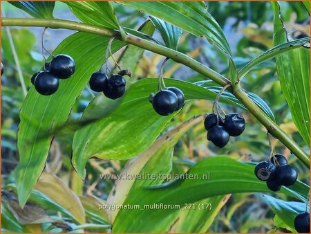 Polygonatum multiflorum