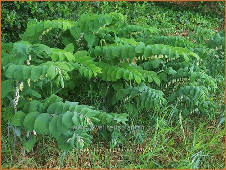 Polygonatum multiflorum