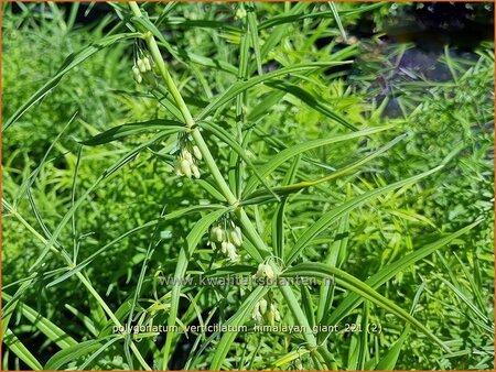 Polygonatum verticillatum &#39;Himalayan Giant&#39;