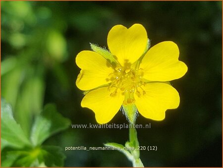 Potentilla neumanniana &#39;Nana&#39;