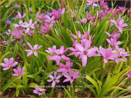 Rhodohypoxis &#39;Hebron Farm Cerise&#39;