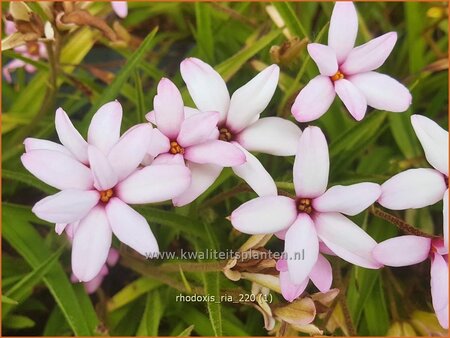 Rhodoxis &#39;Ria&#39;