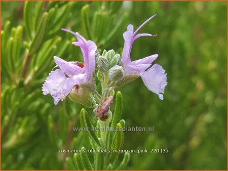 Rosmarinus officinalis &#39;Majorcan Pink&#39;