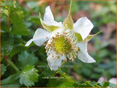 Rubus taiwanicola
