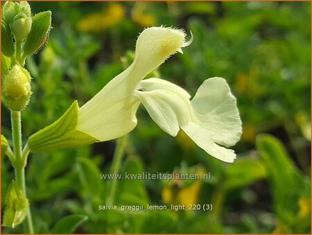 Salvia greggii &#39;Lemon Light&#39;