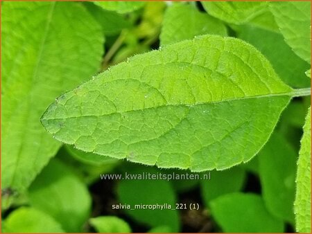 Salvia microphylla