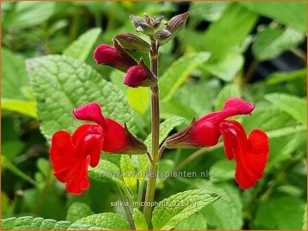 Salvia microphylla