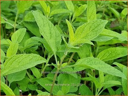 Salvia microphylla