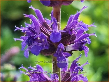 Salvia nemorosa &#39;Sensation Medium Deep Blue&#39;