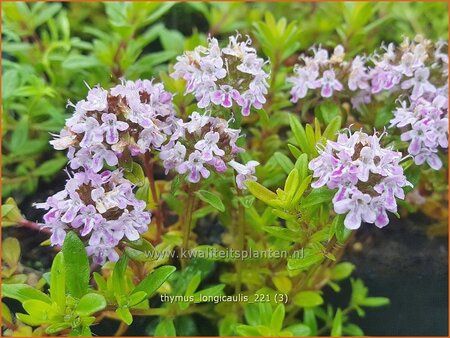 Thymus longicaulis