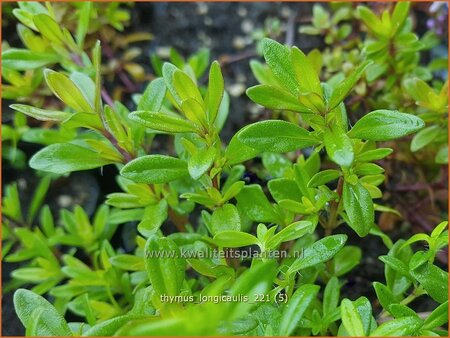 Thymus longicaulis