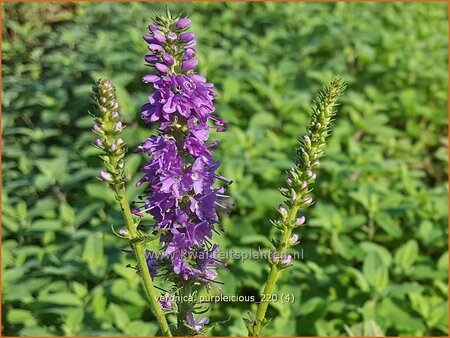 Veronica &#39;Purpleicious&#39;