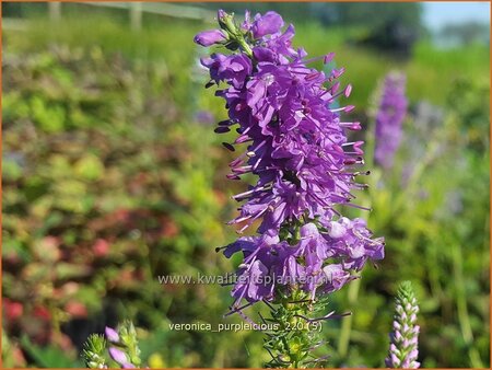 Veronica &#39;Purpleicious&#39;