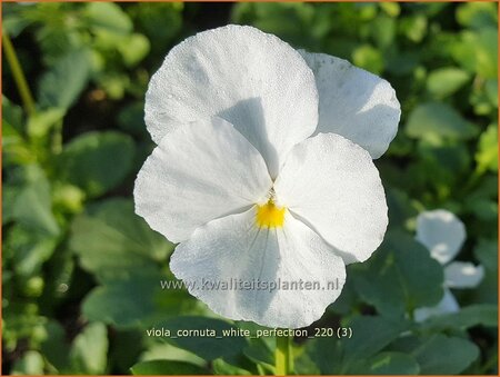 Viola cornuta &#39;White Perfection&#39;