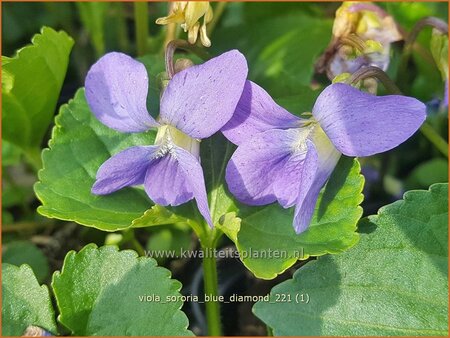 Viola sororia &#39;Blue Diamond&#39;