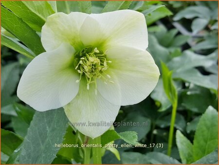 Helleborus orientalis &#39;Pretty Ellen White&#39;