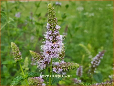 Mentha longifolia