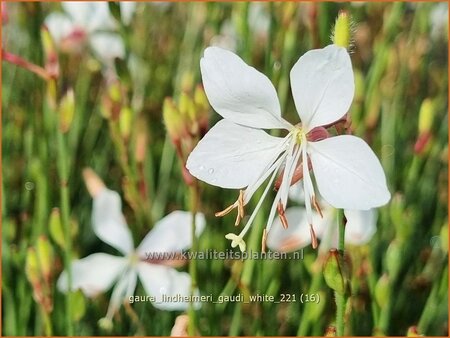 Gaura lindheimeri &#39;Gaudi White&#39;