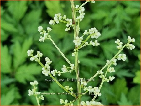 Artemisia lactiflora &#39;Jim Russell&#39;