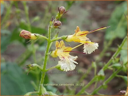 Collinsonia canadensis