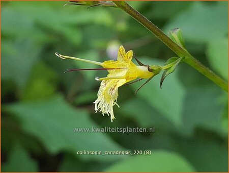 Collinsonia canadensis