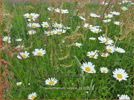 Leucanthemum vulgare