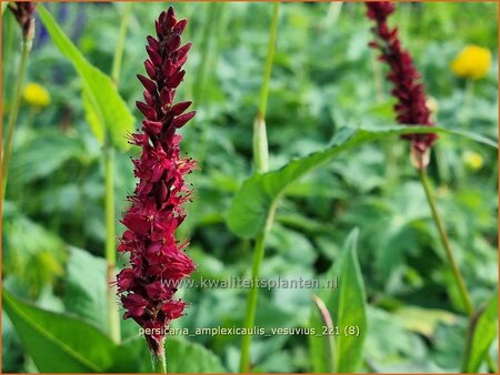 Persicaria amplexicaulis &#39;Vesuvius&#39;